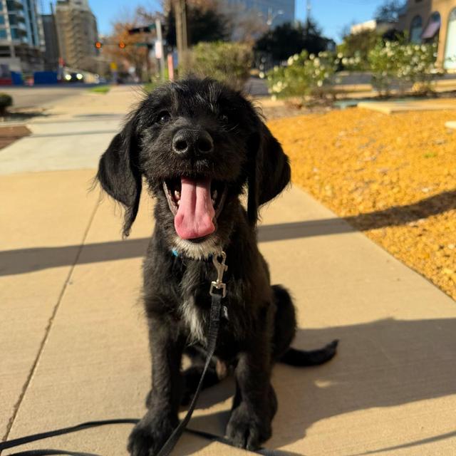 Treats for Bo!