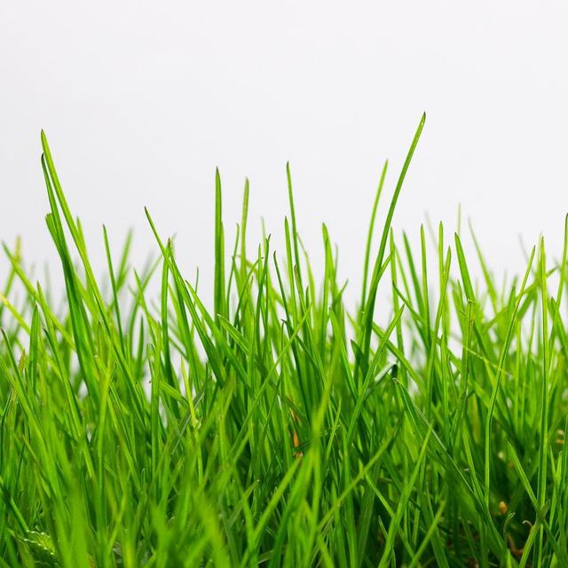 Grass for our Yard