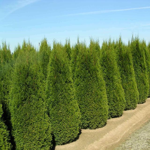 Trees