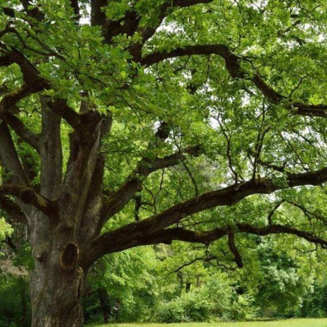 Help us plant a tree!