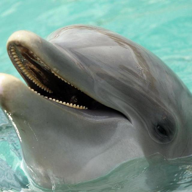 Bringing Home A Pet Dolphin