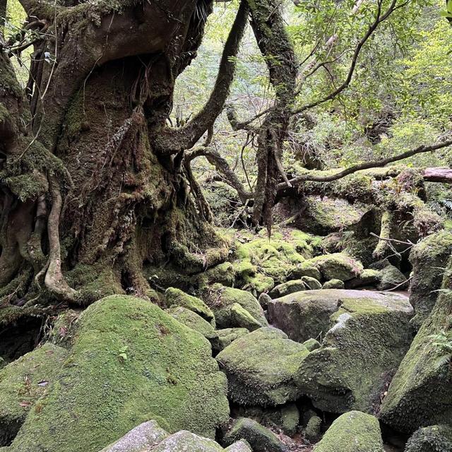 Hike in Shiratani Unsuikyo