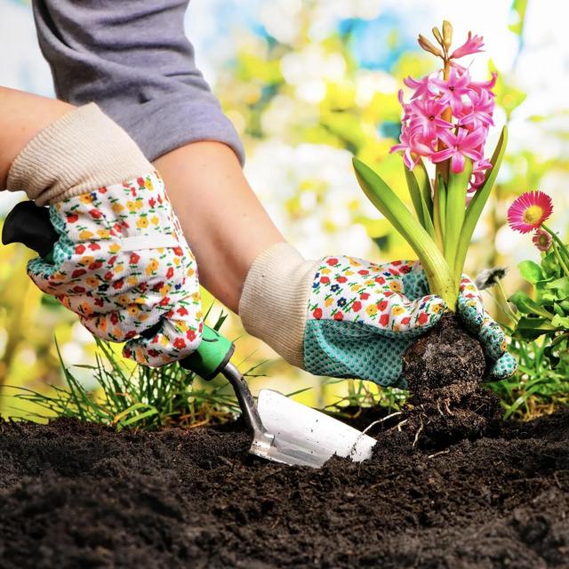 Community Garden Plot in LA