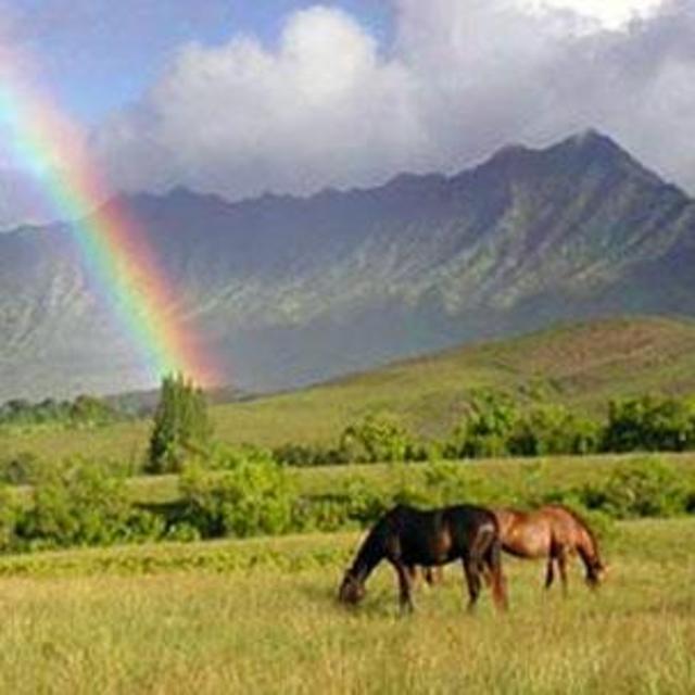Horseback Riding in Kauai
