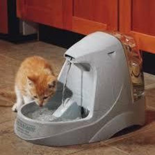 Kitty Water Fountain