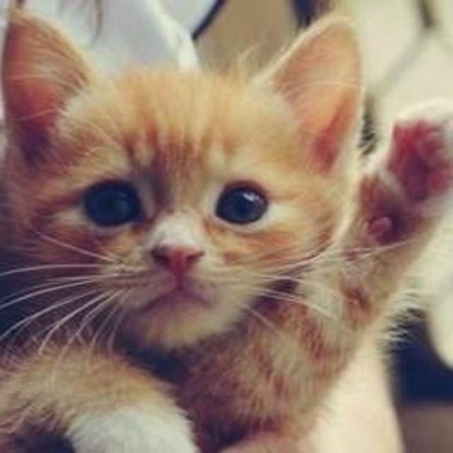 Don't Forget Us - Kitty Sitter!