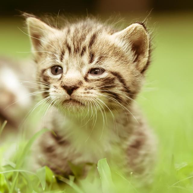 Help our favorite animal rescue