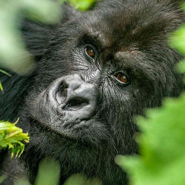 Honeymoon Trekking with Gorillas in Uganda
