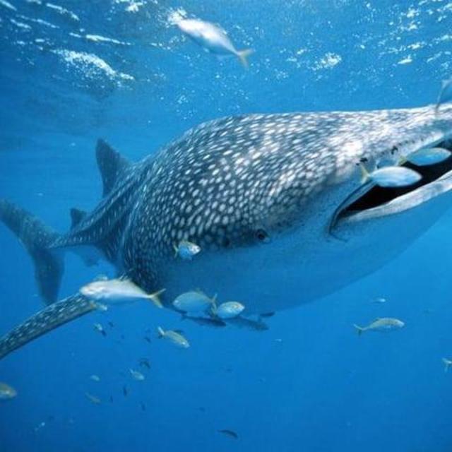 Snorkeling with Whale Sharks