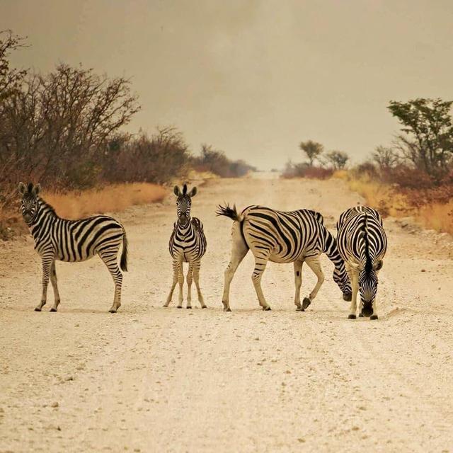 Honeymoon Fund (Botswana Safari and Egypt)