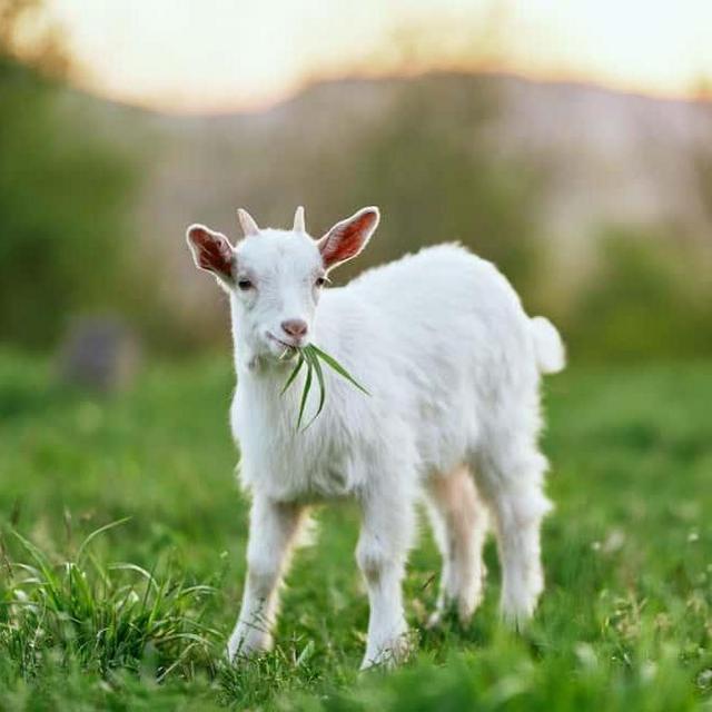 Goat lawn care