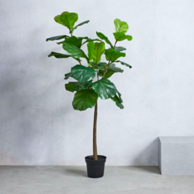 Decorative Plant - Violin Leaf Fig Tree