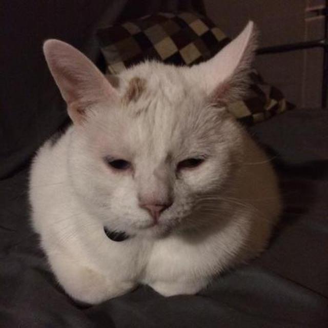 Calliope care while on our honeymoon