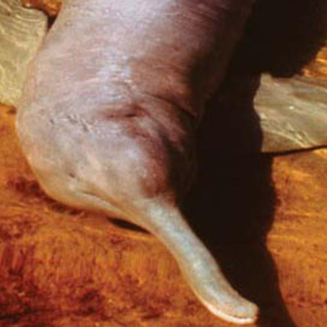 Adopt a Pink River Dolphin
