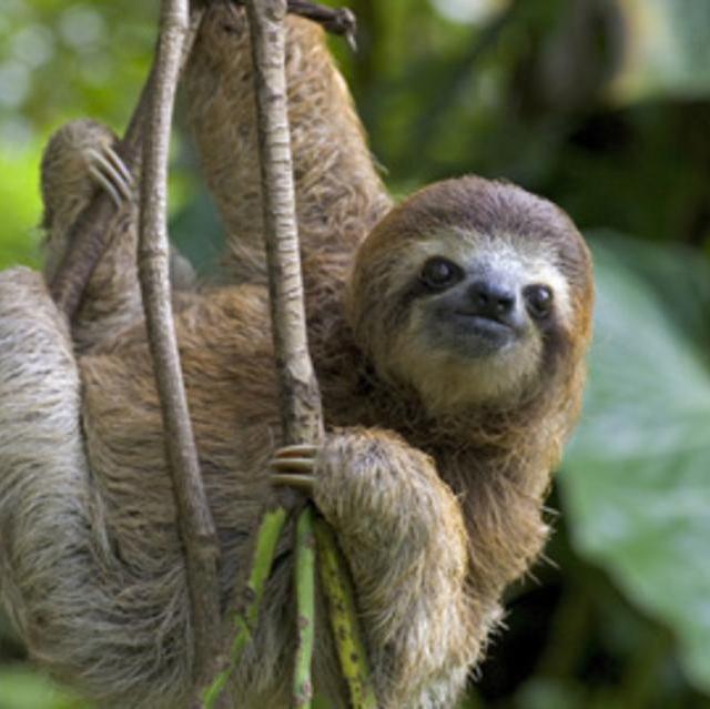Adopt a Three-toed Sloth