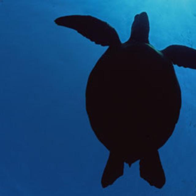 Adopt a Sea Turtle