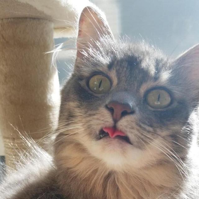 Noodle Pampering Fund