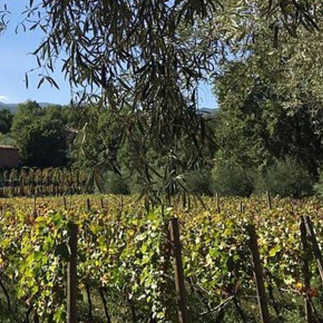 Honeymoon Fund: Wine Tasting: Day Excursion for Two in Sicily