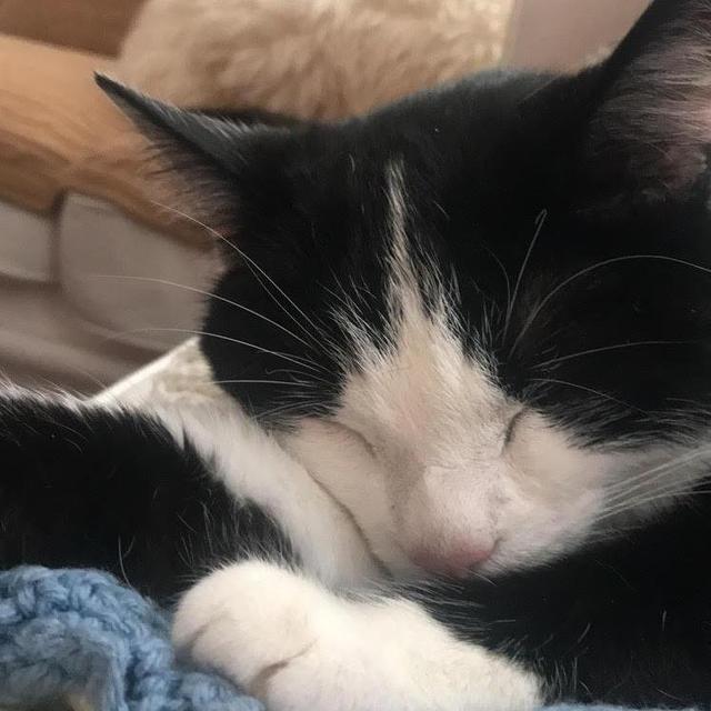 Help take care of Patton while we're away!