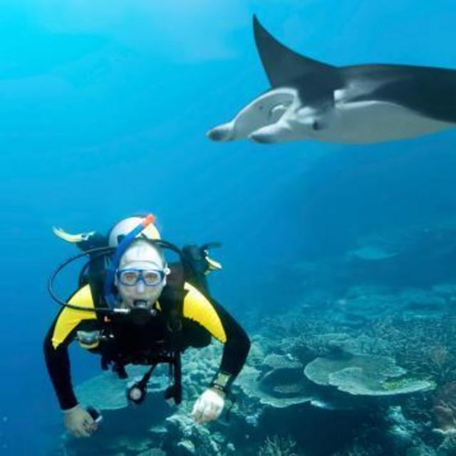 Swimming with Manta Rays in Hawaii