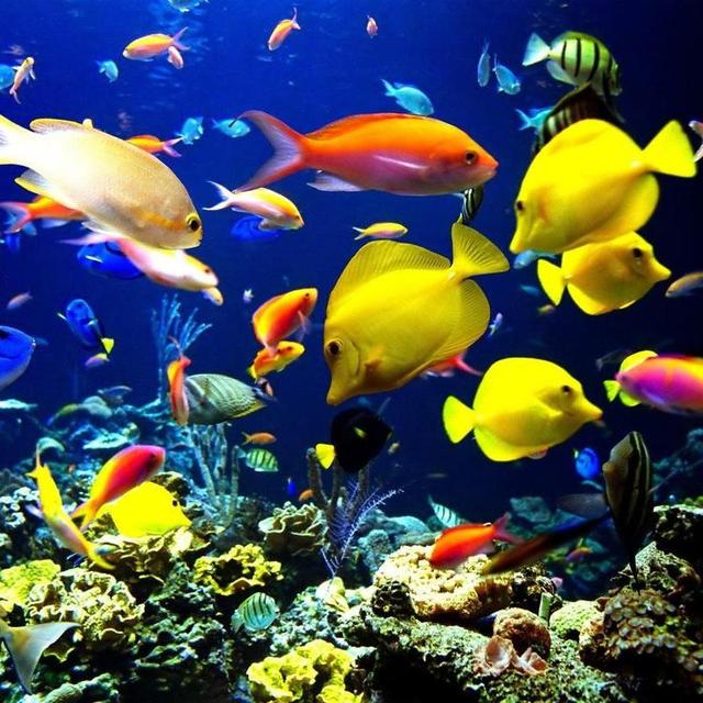 Snorkeling in the Belize Barrier Reef