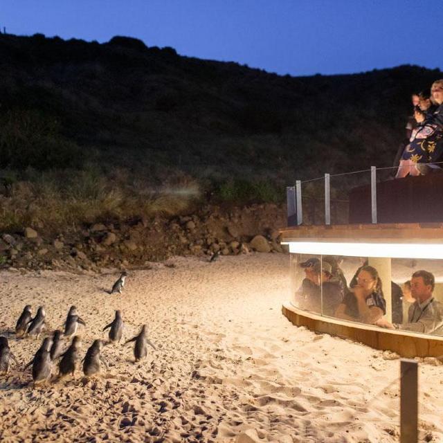 Phillip Island Tour & Penguin Parade