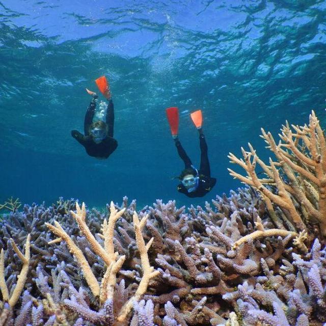 Reef tour with snorkeling