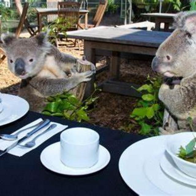 Brekkie with Koalas