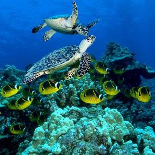 Diving in Bora Bora