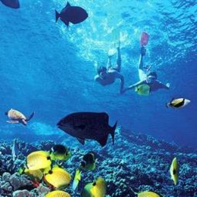Honeymoon Snorkeling Trip