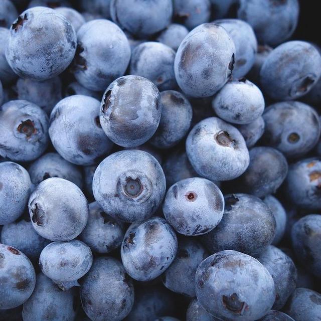 Two blueberry bushes