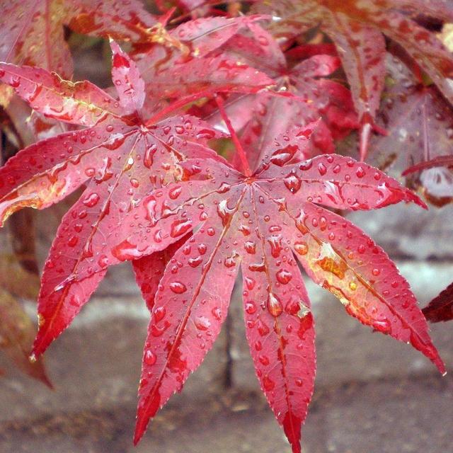 Japanese Maple Tree
