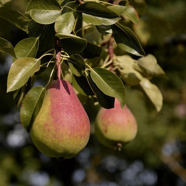Two Pear Trees