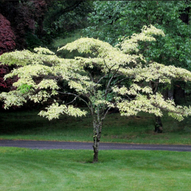 Pagoda Dogwood Tree