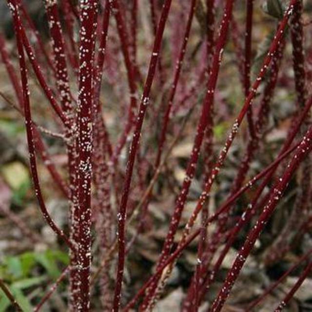 Red Twig Dowgwood Bushes