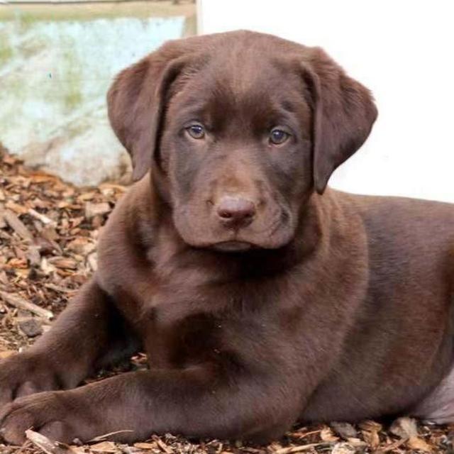 Puppy Fund