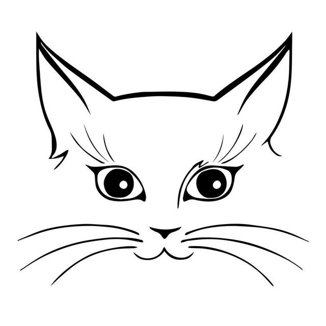 Cat food/toys
