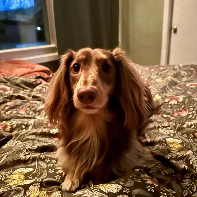 Treats + Toys for Rollo