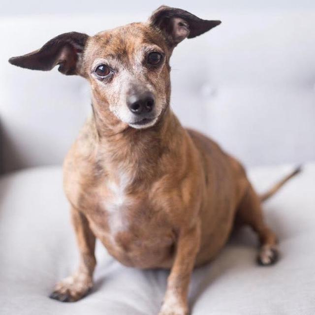 All Texas Dachshund Rescue Donation