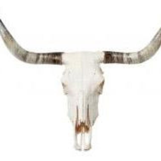 Texas Longhorn Steer Skull (Large)