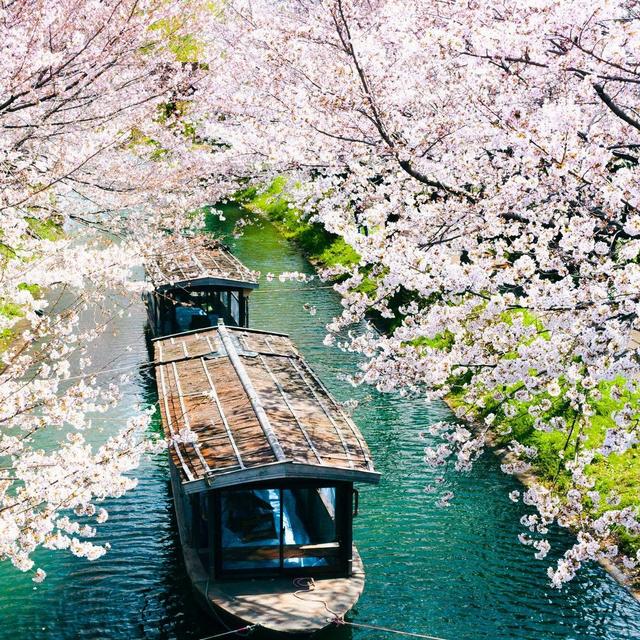 Japan Honeymoon Fund