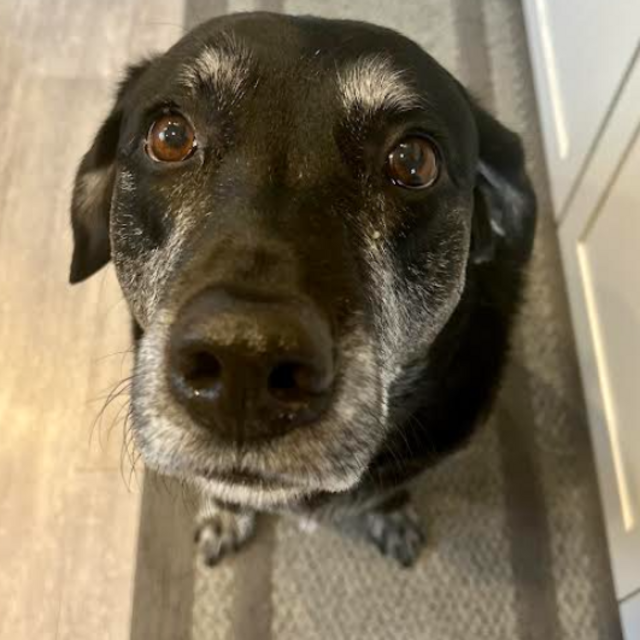 Ava's Beggin Strip Fund