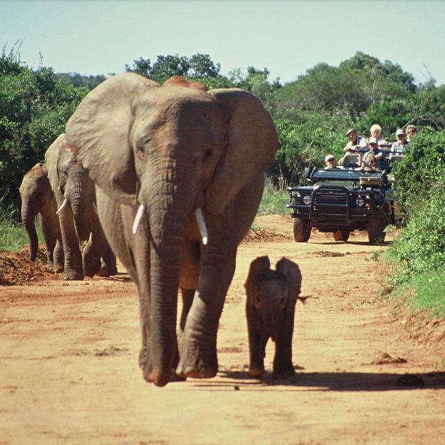 SOUTH AFRICAN SAFARI