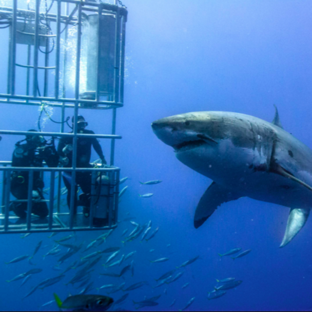 Diving with Great White Sharks