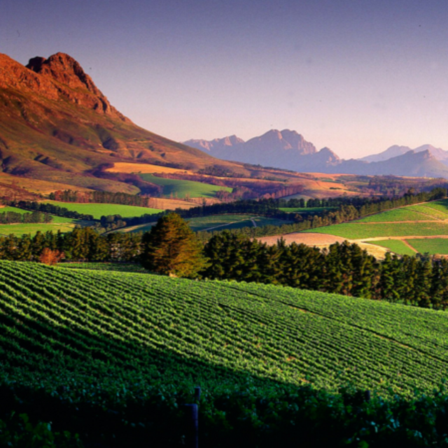 South African Wine Tasting
