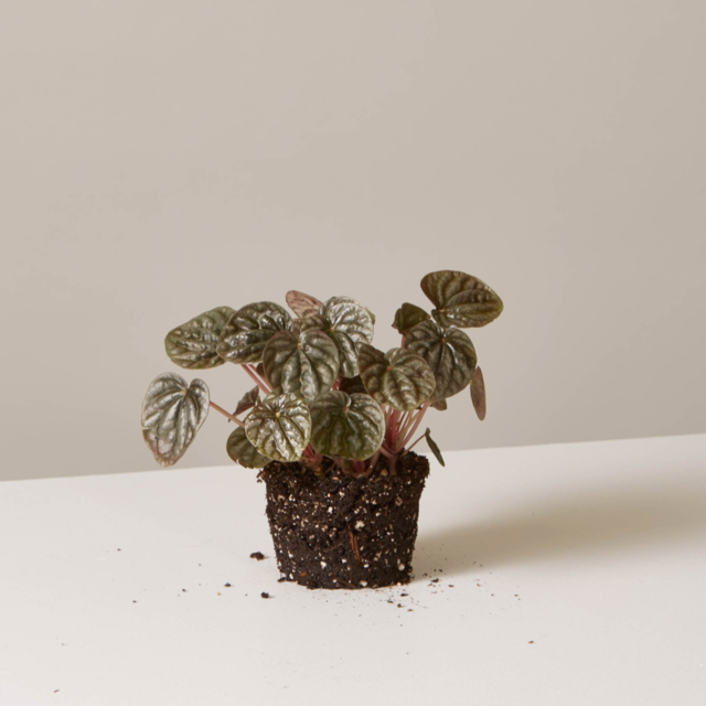 Peperomia Ripple Ruby