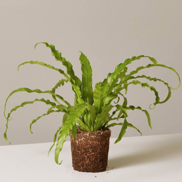 Bird’s Nest Fern