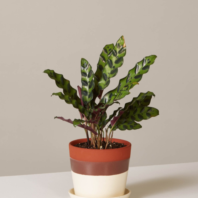 Calathea Rattlesnake