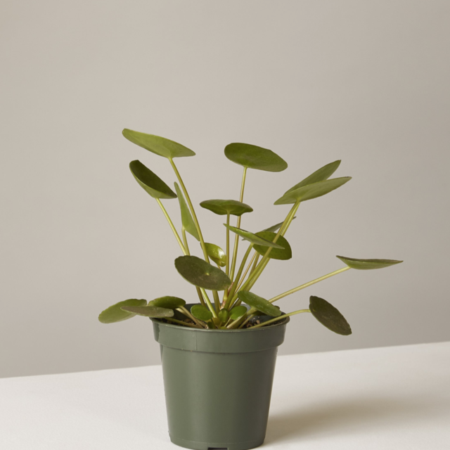 Pilea Peperomioides
