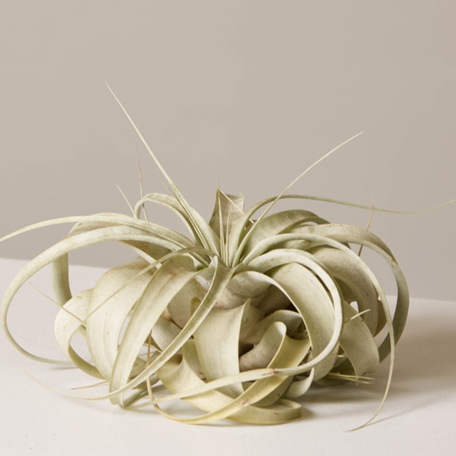 Xerographica Air Plant